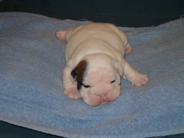 7-3-2006 pups 001